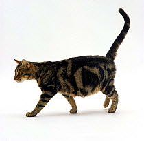 Domestic Cat {Felis catus} pregnant tabby cat 'Pumpkin', 4-days before giving birth to eight kittens.