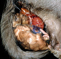 Domestic Cat {Felis catus} Burmese newborn kitten with placenta coming away