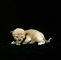 Domestic Cat {Felis catus} 2-week, Burmese kitten. Sequence 2/4.