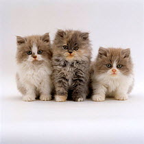 Domestic Cat {Felis catus} 9-week kittens, Persian cross, Lilac bicolour and blue cream