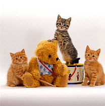 Domestic Cat {Felis catus} two Ginger kittens and a Tabby with Ginger Teddy bear.