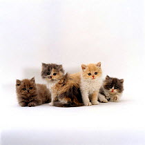 Domestic Cat {Felis catus} 7-week kittens, Blue, Blue-cream bicolour, Cream bicolour and blue bicolour Persian kittens. ('Cobweb' x 'Peony')