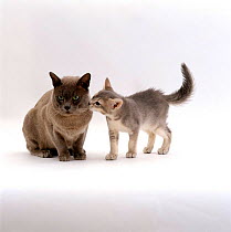 Domestic Cat {Felis catus} 9-week, ticked-silver kitten 'Bella' meets her blue Burmese father 'Monty' for the first time.
