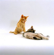 Domestic Cat {Felis catus} 'Pansy's' 9-week Red and Silvery kittens play-fighting. note - Red is tongue flicking.