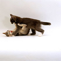 Domestic Cat {Felis catus} 'Pansy's' 9-week kittens play fighting.