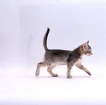 Domestic Cat {Felis catus} 'Pansy's' 8-week ticked-silver kitten, walking profile.