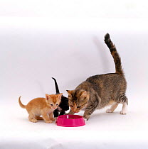 Domestic Cat {Felis catus} 'Pansy' and her 5-week kittens eating from cat bowl.