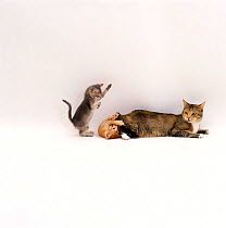 Domestic Cat {Felis catus} 'Pansy' with 40-day kittens playing with her tail.