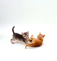 Domestic Cat {Felis catus} 'Pansy's' 40-day kittens play fighting.