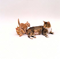 Domestic Cat, mother cat 'Pansy' playing with her 5-week kittens 'Milo' and 'Ozzie'