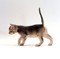 Domestic Cat, 4-week ticked-silver kitten 'Bella', offspring of 'Pansy'