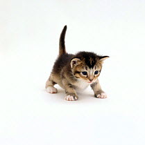 Domestic Cat, 3-week ticked-tabby kitten 'Gus', offspring of 'Pansy'