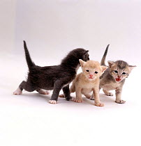 Domestic Cat, 3-week kittens, silver 'Donna', cream 'Milo' and blue 'Bella', offspring of 'Pansy'