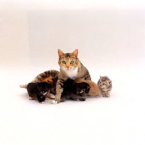 Domestic Cat, female 'Pansy' with litter of 3-week kittens