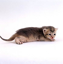 Domestic Cat, 2-week ticked silver kitten 'Bella', offspring of 'Pansy'