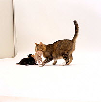 Domestic Cat, 'Pansy' carrying 18-day cream kitten 'Milo'