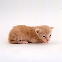 Domestic Cat, 17-day cream kitten 'Milo', offspring of 'Pansy'