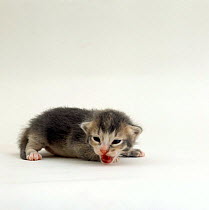 Domestic Cat, 2-week ticked-silver kitten 'Bella' miaowing, offspring of 'Pansy'