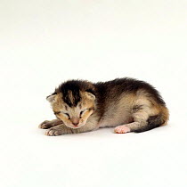 Domestic Cat, 7-day ticked-tabby kitten 'Gus', eyes still closed, offspring of 'Pansy'