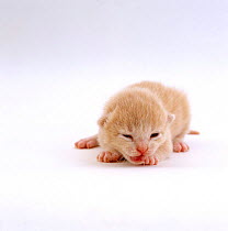 Domestic Cat, 8-day cream kitten 'Milo', eyes and ears just opening, offspring of 'Pansy'