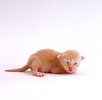 Domestic Cat, 7-day cream kitten 'Milo', eyes and ears just opening, offspring of 'Pansy'