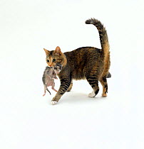 Domestic Cat, female 'Pansy' carrying 1-week silver kitten 'Bella' in her mouth