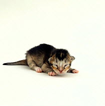 Domestic Cat, 1-day ticked-tabby kitten 'Gus', eyes still closed, offspring of 'Pansy'