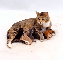Domestic Cat, female 'Pansy' exhausted after birth, suckling her six newborn kittens