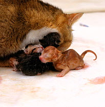 Domestic Cat, newborn kittens, still wet from birth, being cleaned by mother 'Pansy'