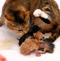 Domestic Cat, mother 'Pansy' eats the placenta after giving birth to kittens