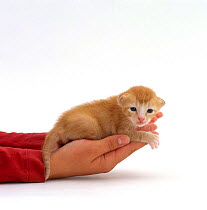 Person holding Domestic Cat, 2-week kitten 'Red', in hand, offspring of 'Pansy'