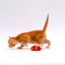 Domestic Cat, 4-week kitten 'Red' with toy, offspring of 'Pansy'