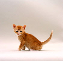 Domestic Cat, 6-week kitten 'Red', offspring of 'Pansy'