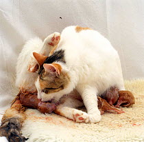 Domestic Cat, tortoiseshell-and-white female 'Alexandria' cleaning away the membranes of her fourth-born kitten as it waits for its placenta to come away, birth sequence 7/14