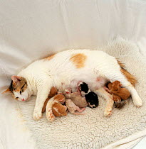 Domestic Cat, tortoiseshell-and-white female 'Alexandria' suckling her six newborn kittens, all clean and dry after birth, birth sequence 14/14