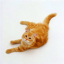 Domestic Cat, fluffy red tabby female 'Marigold II'