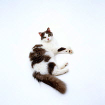 Domestic Cat, Blue-and-white Persian-cross 'Daphnis'