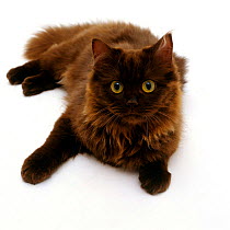 Domestic cat, 6-month chocolate Persian cross female 'Chloe'