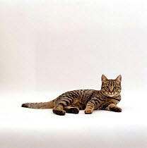 Domestic Cat, Tabby Chinchilla Burmese cross 'Popocat'