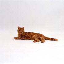 Domestic Cat {Felis catus} Red tabby male 'Georgie-porgie' lying down.