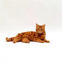 Domestic Cat {Felis catus} Red tabby male 'Georgie-porgie' lying down.