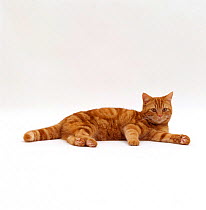 Domestic Cat {Felis catus} Red tabby male 'Georgie-porgie' lying down