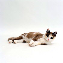 Domestic Cat {Felis catus} 5-month, Chocolate tortoiseshell 'Cookie' lying down. *NOT AVAILABLE FOR BOOK USE UNTIL 2017