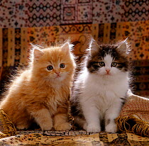 Domestic Cat {Felis catus} 8-week, Red and tabby white Persian cross kittens.