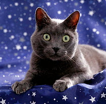 Domestic Cat {Felis catus} portrait of grey on starry material.