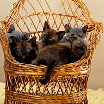 Domestic Cat {Felis catus} 8-week, blue and brown Burmese kittens lying in a wicker chair.