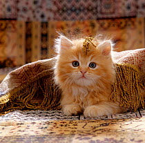 Domestic Cat {Felis catus} 8-week, portrait of red persian-cross male kitten, playing under fringed cover.