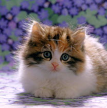 Domestic Cat {Felis catus} 8-week, fluffy tortoiseshell-and-white kitten.