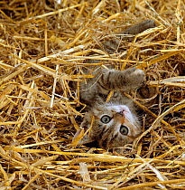 Domestic Cat {Felis catus} Tabby farm kitten playing in straw.