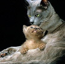 Domestic Cat {Felis catus} 1-month, Burmese kitten with his Blue mother.